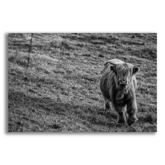 Epic Art 'Highland Cow Calf in the Wind' by Nathan Larson, Acrylic Glass Wall Art,18x12x1.1x0,26x18x1.1x0,40x26x1.74x0,60x40x1.74x0