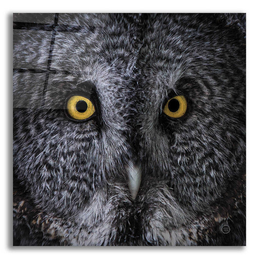 Epic Art 'Great Grey Owl' by Nathan Larson, Acrylic Glass Wall Art,12x12x1.1x0,18x18x1.1x0,26x26x1.74x0,37x37x1.74x0