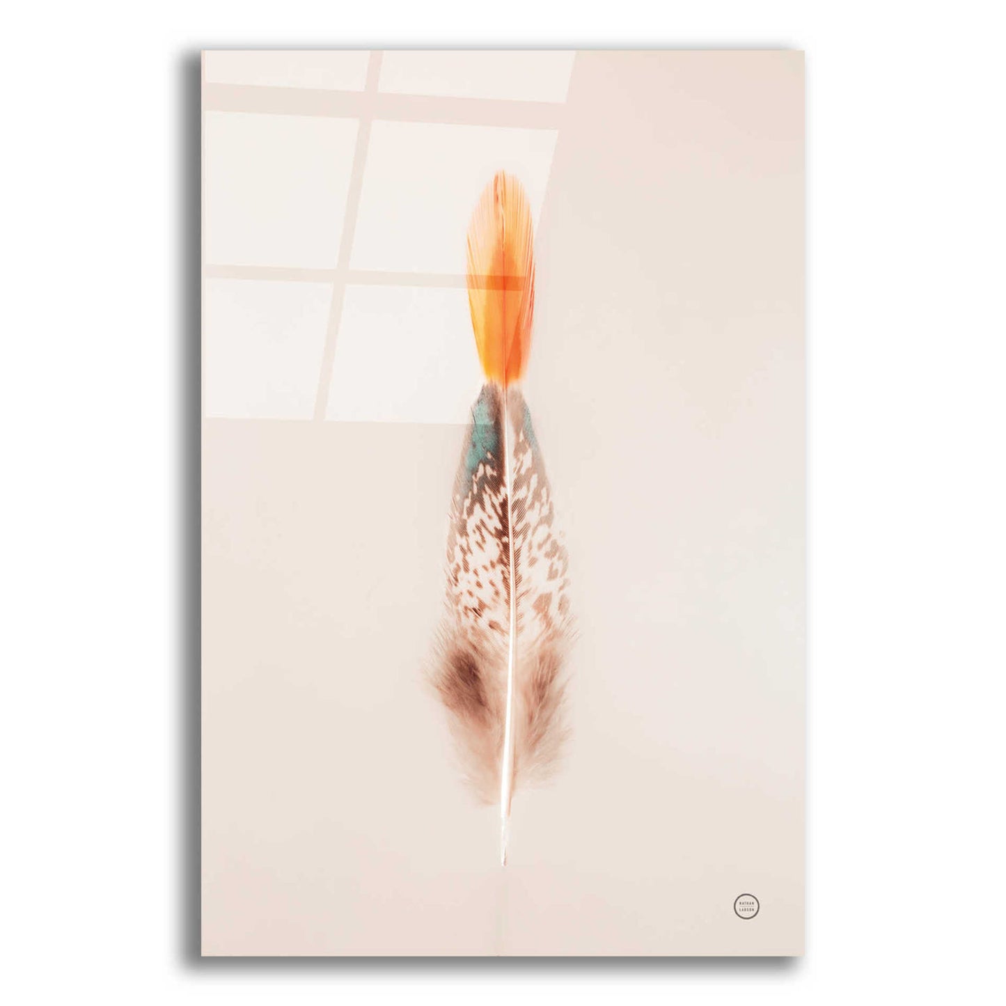 Epic Art 'Floating Feathers I' by Nathan Larson, Acrylic Glass Wall Art,12x16