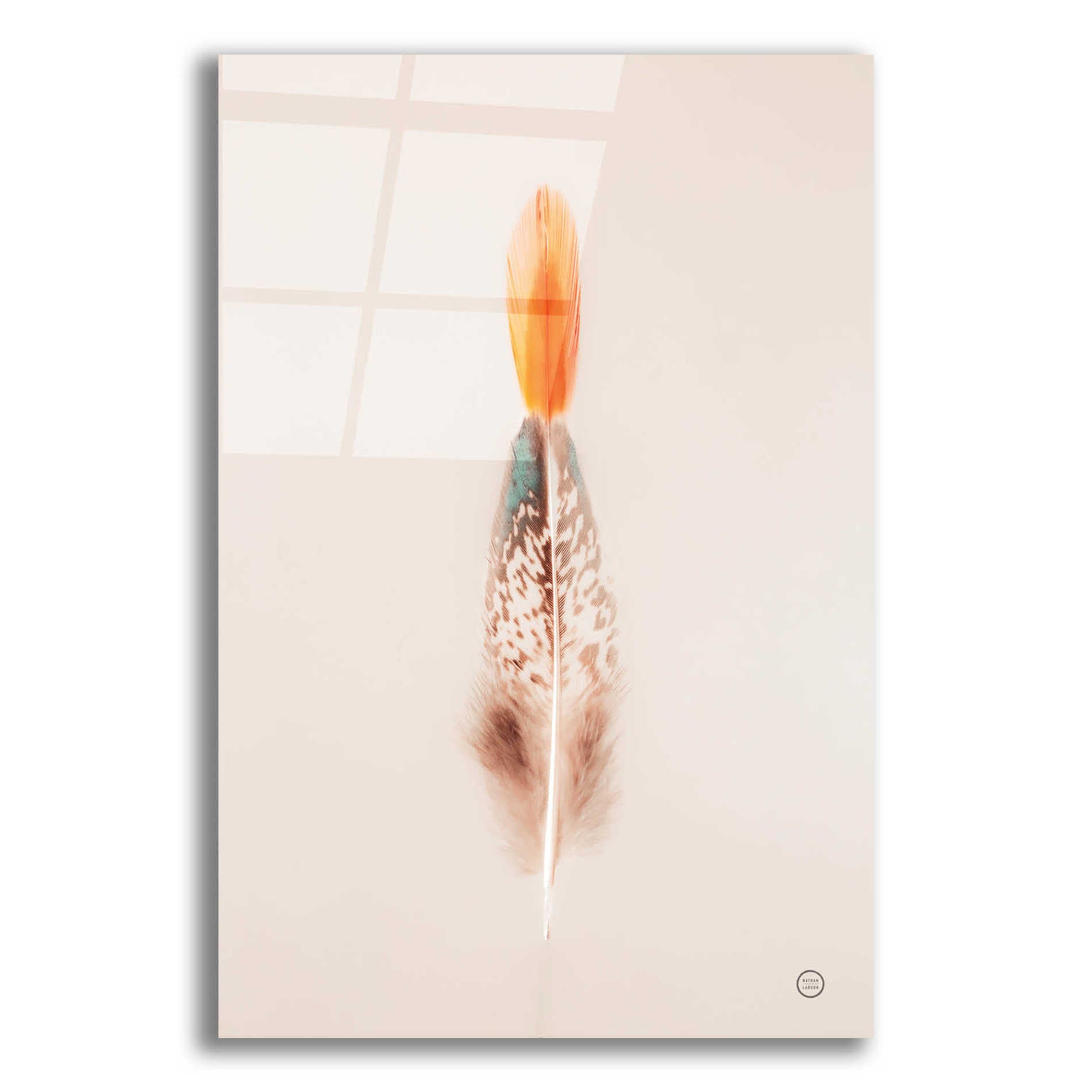 Epic Art 'Floating Feathers I' by Nathan Larson, Acrylic Glass Wall Art,12x16