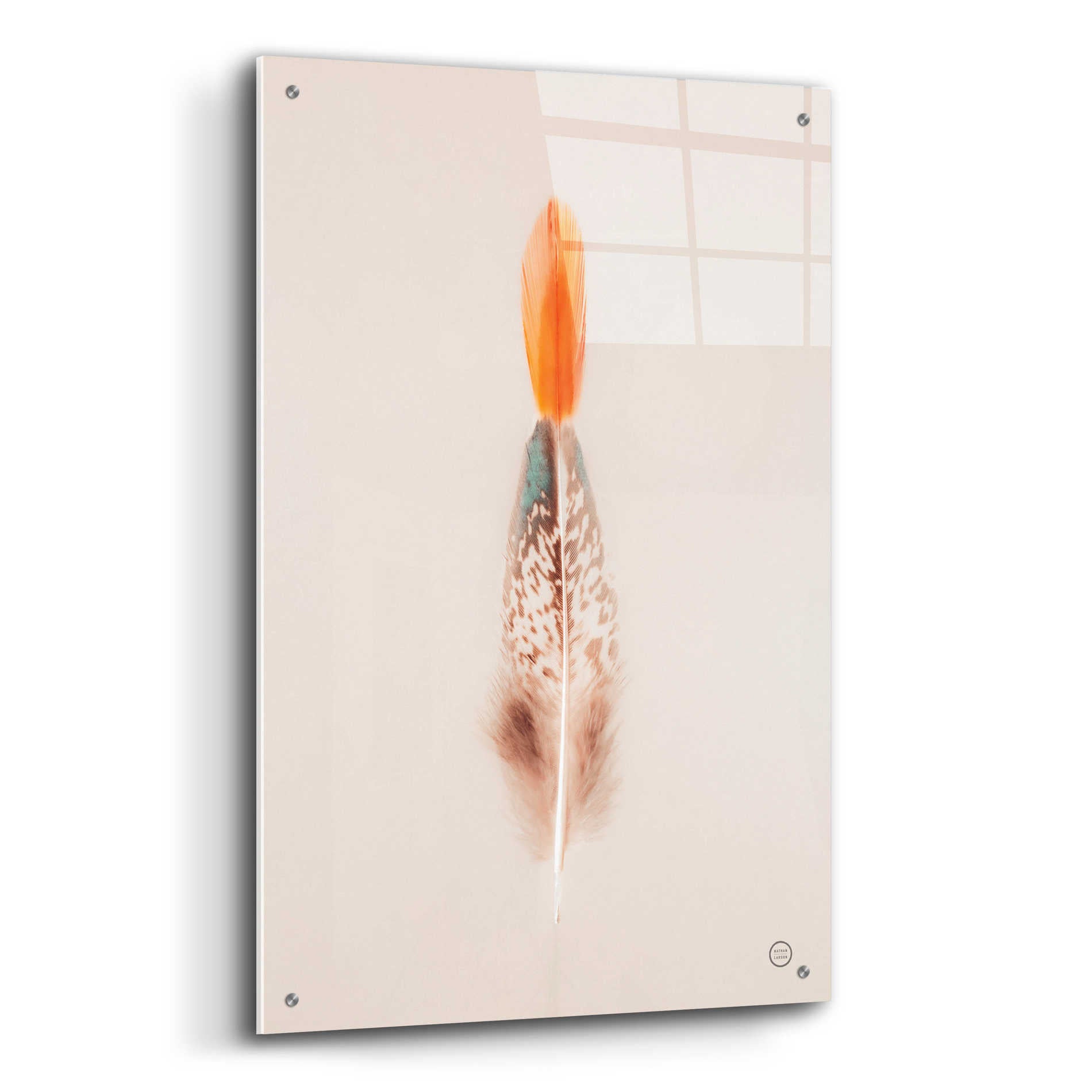 Epic Art 'Floating Feathers I' by Nathan Larson, Acrylic Glass Wall Art,24x36