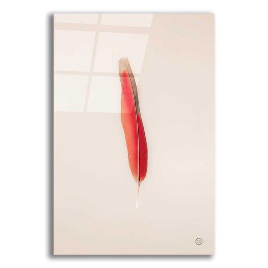 Epic Art 'Floating Feathers II' by Nathan Larson, Acrylic Glass Wall Art,12x18x1.1x0,18x26x1.1x0,26x40x1.74x0,40x60x1.74x0