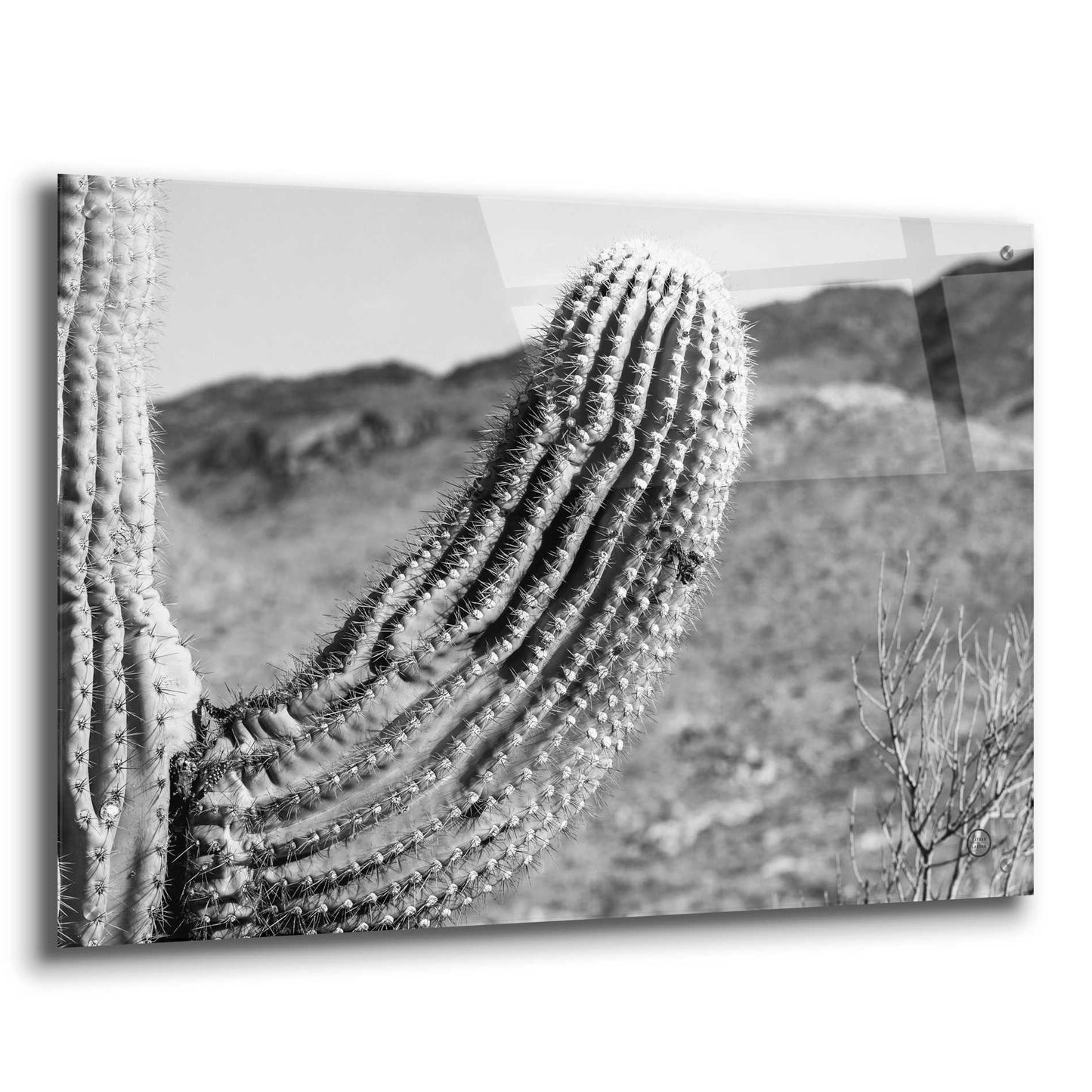 Epic Art 'Saguaro' by Nathan Larson, Acrylic Glass Wall Art,36x24