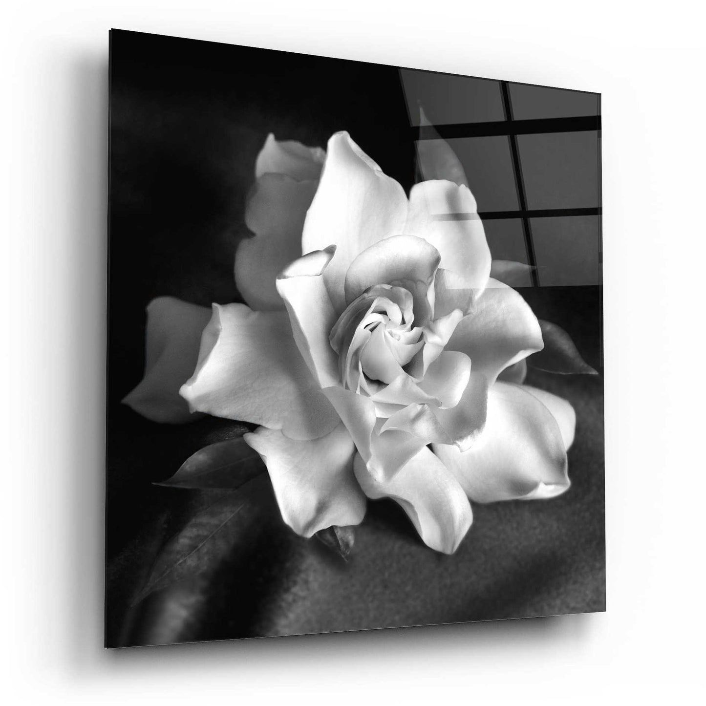 Epic Art 'Gardenia' by Debra Van Swearingen, Acrylic Glass Wall Art,12x12