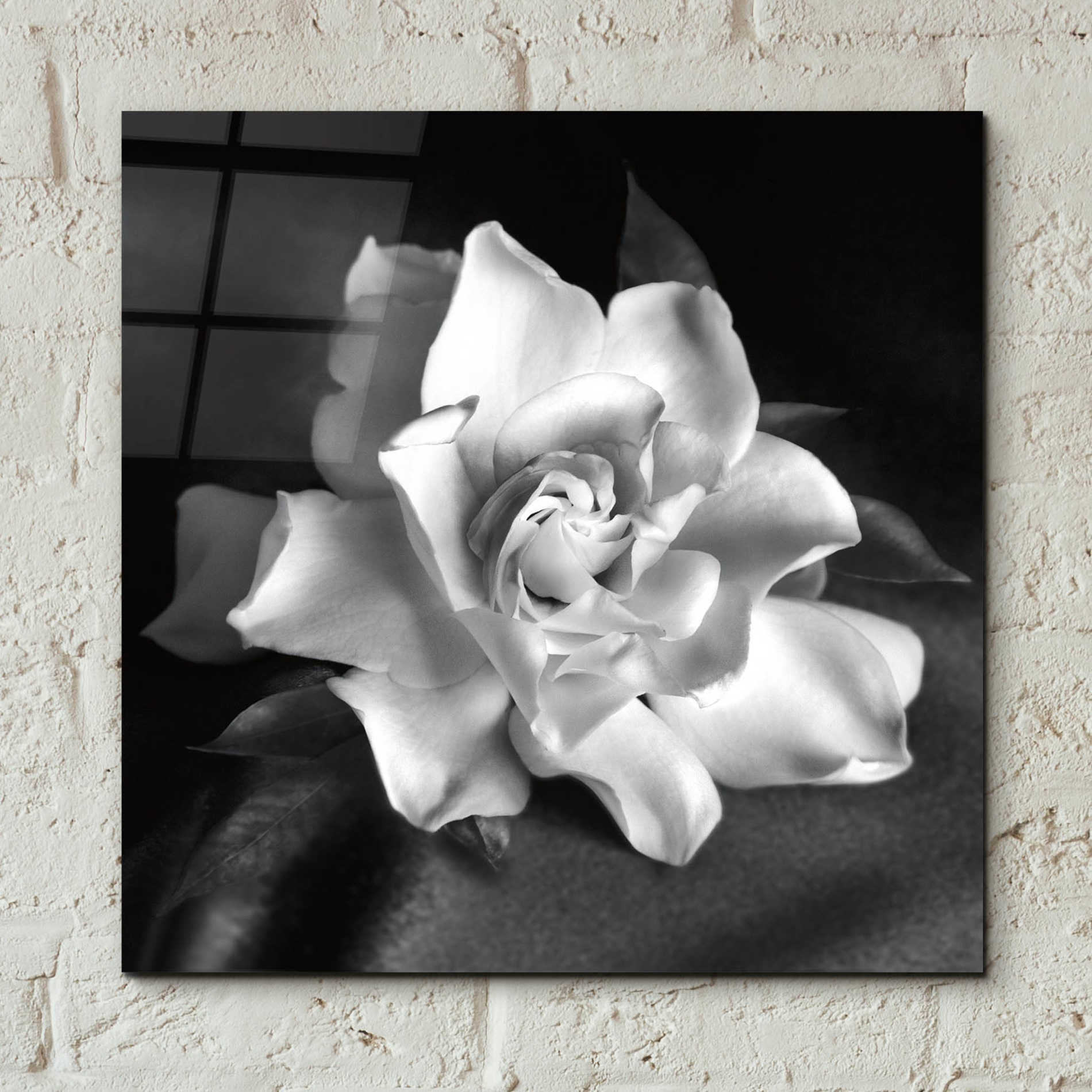 Epic Art 'Gardenia' by Debra Van Swearingen, Acrylic Glass Wall Art,12x12