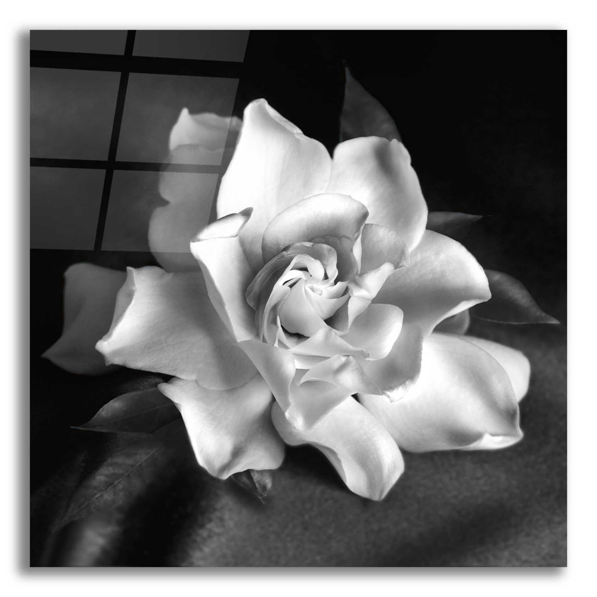 Epic Art 'Gardenia' by Debra Van Swearingen, Acrylic Glass Wall Art,12x12