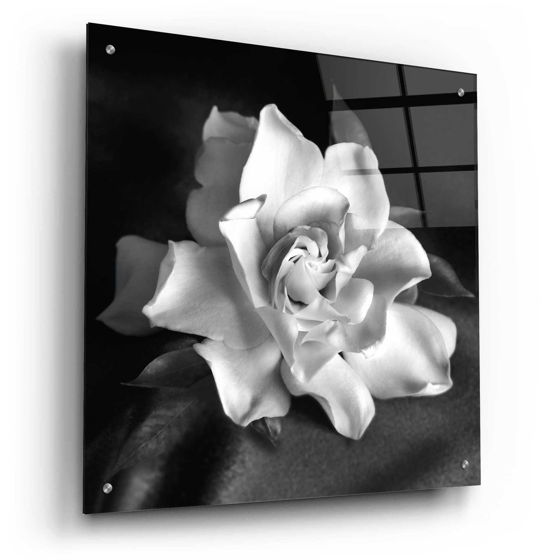 Epic Art 'Gardenia' by Debra Van Swearingen, Acrylic Glass Wall Art,24x24