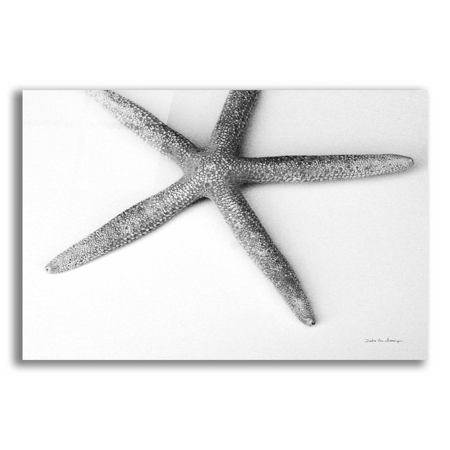 Epic Art 'Starfish Detail' by Debra Van Swearingen, Acrylic Glass Wall Art,16x12