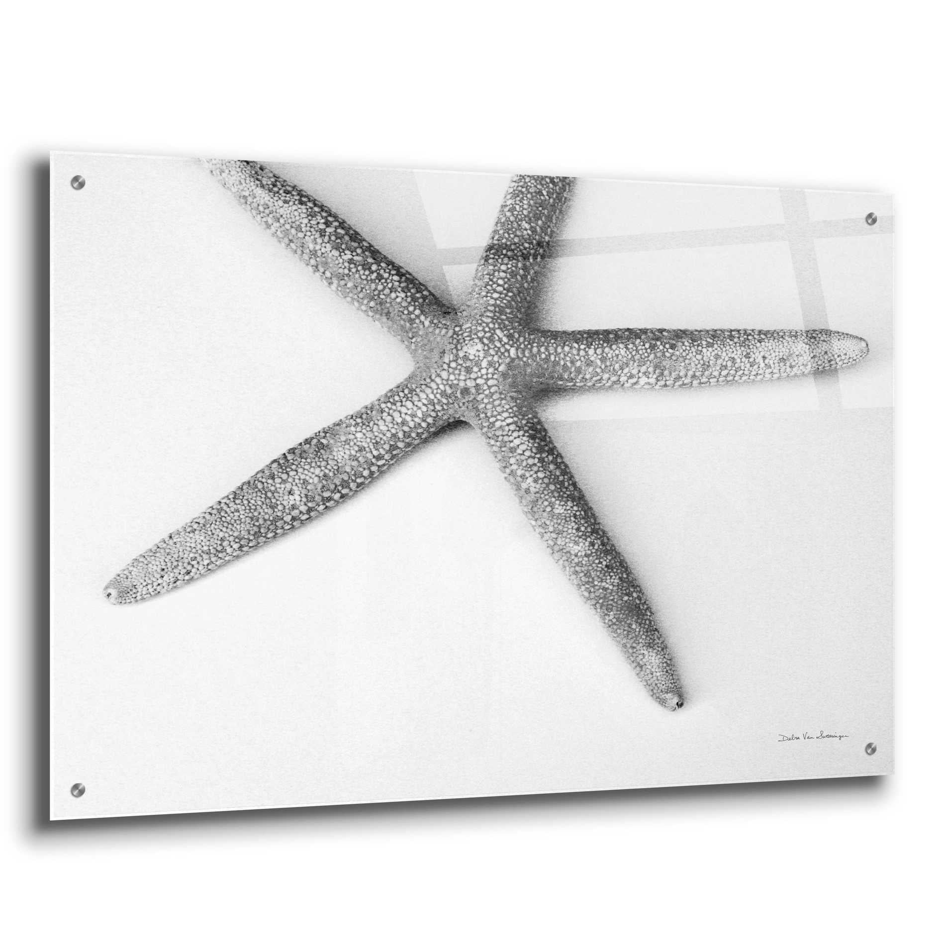 Epic Art 'Starfish Detail' by Debra Van Swearingen, Acrylic Glass Wall Art,36x24