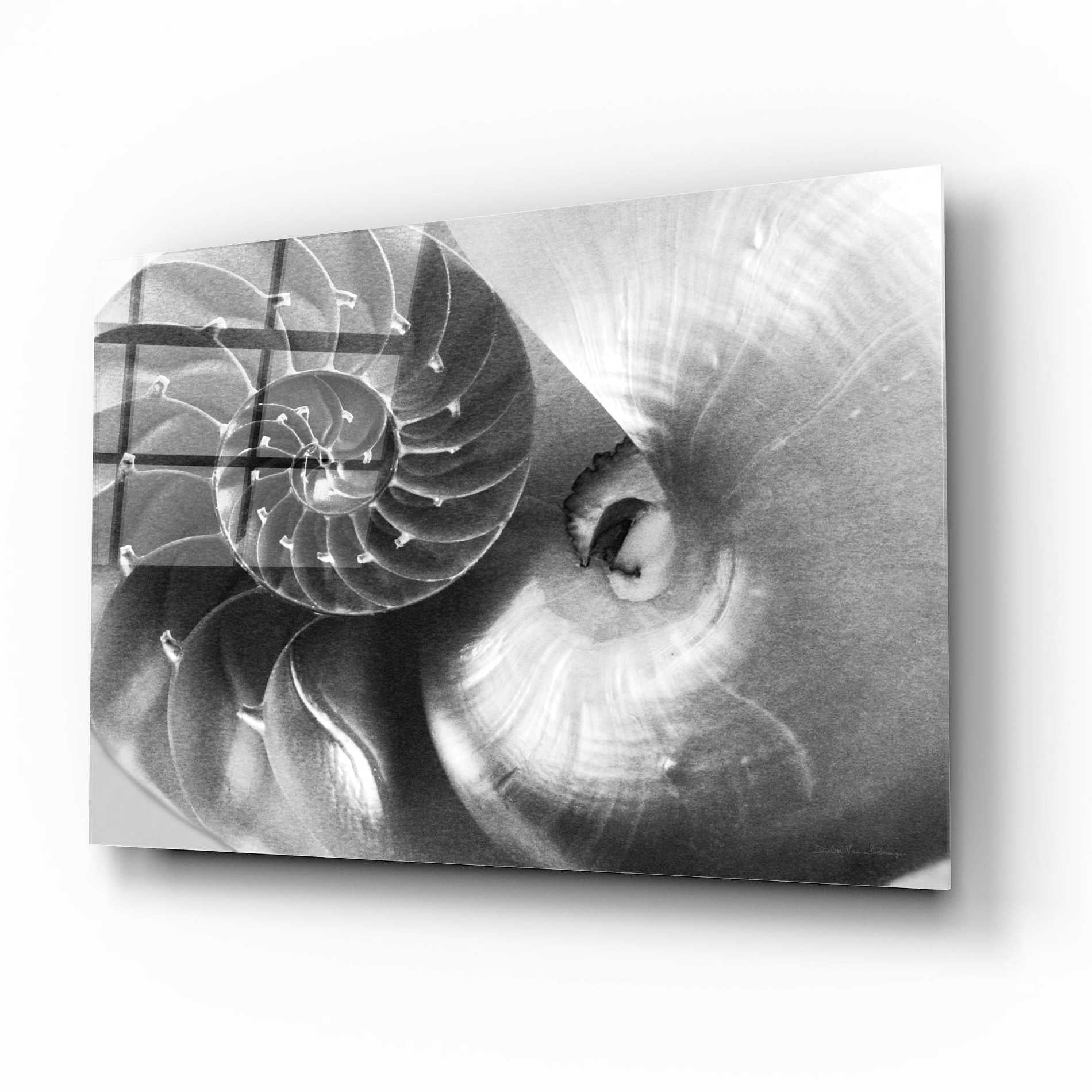 Epic Art 'Nautilus Yin Yang' by Debra Van Swearingen, Acrylic Glass Wall Art,16x12