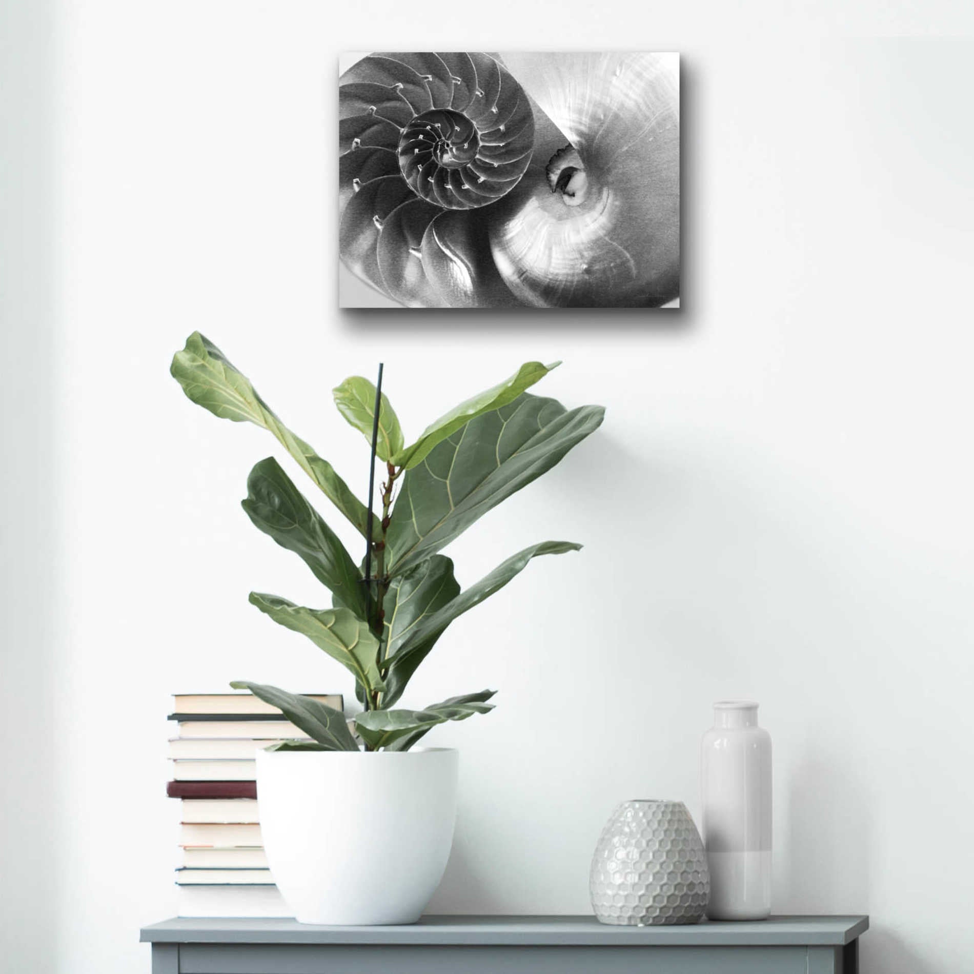 Epic Art 'Nautilus Yin Yang' by Debra Van Swearingen, Acrylic Glass Wall Art,16x12