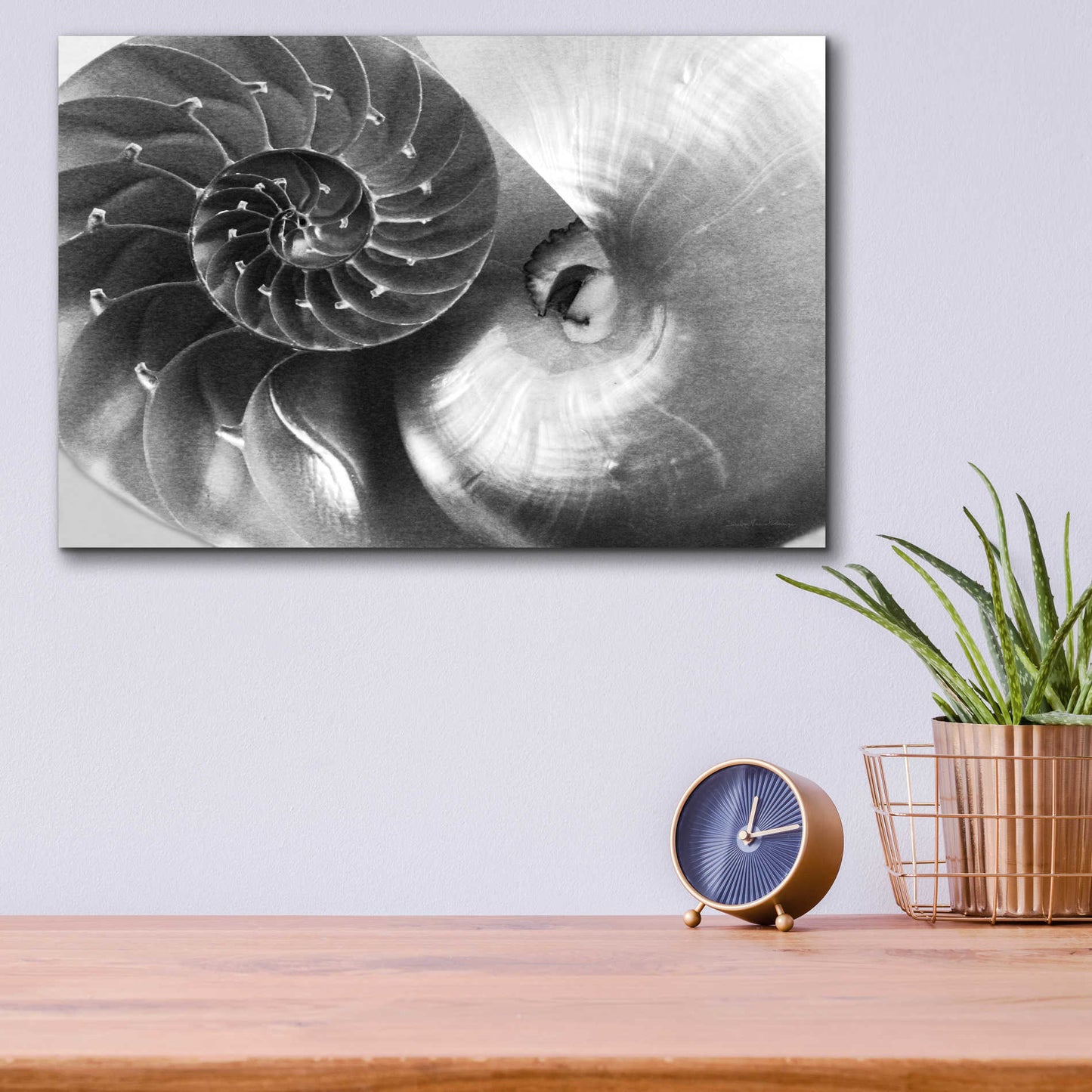 Epic Art 'Nautilus Yin Yang' by Debra Van Swearingen, Acrylic Glass Wall Art,16x12