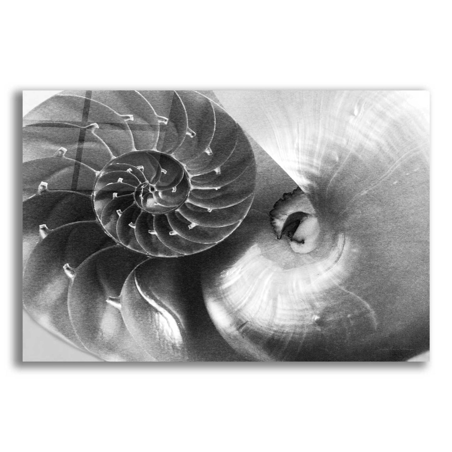 Epic Art 'Nautilus Yin Yang' by Debra Van Swearingen, Acrylic Glass Wall Art,16x12