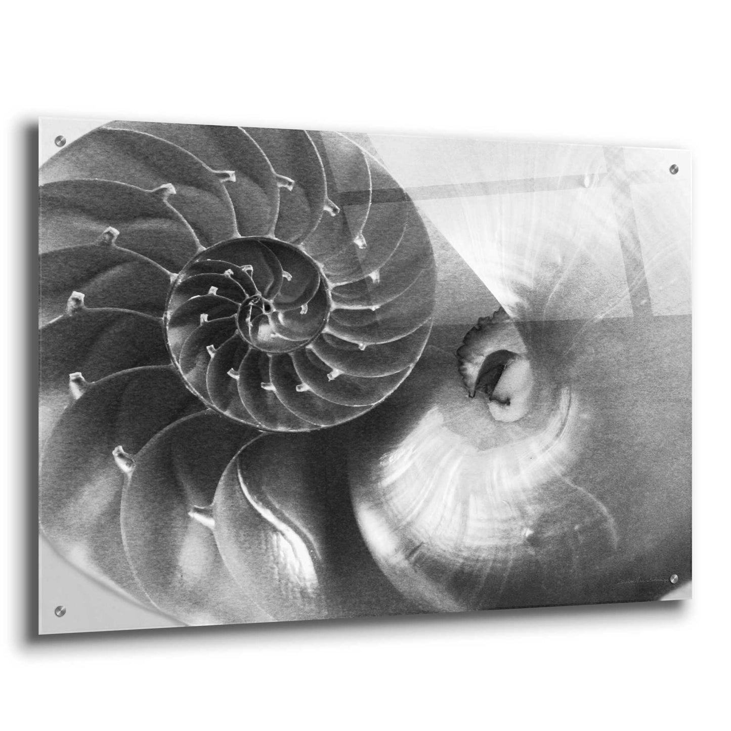 Epic Art 'Nautilus Yin Yang' by Debra Van Swearingen, Acrylic Glass Wall Art,36x24