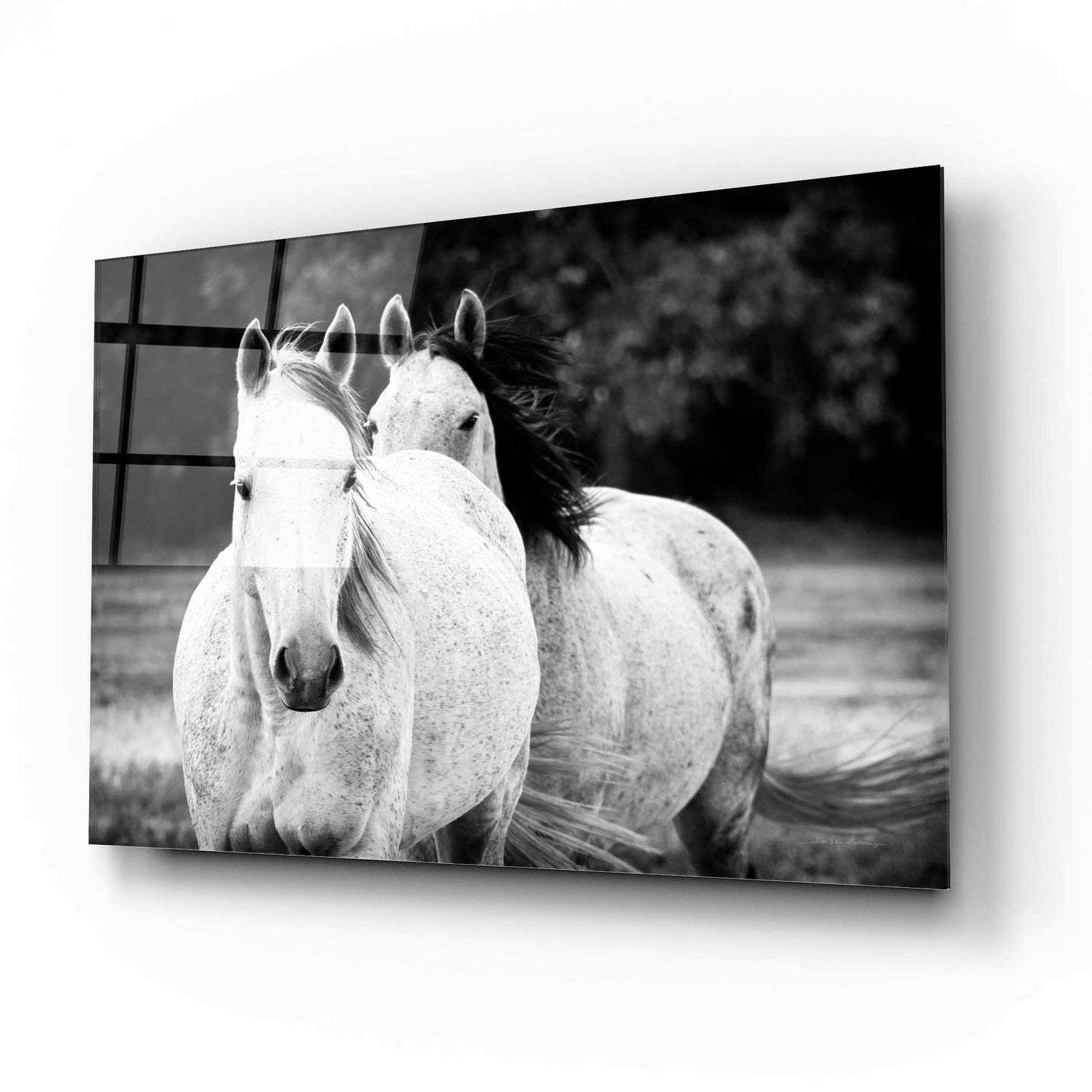 Epic Art 'Two Wild Horses BW' by Debra Van Swearingen, Acrylic Glass Wall Art,16x12