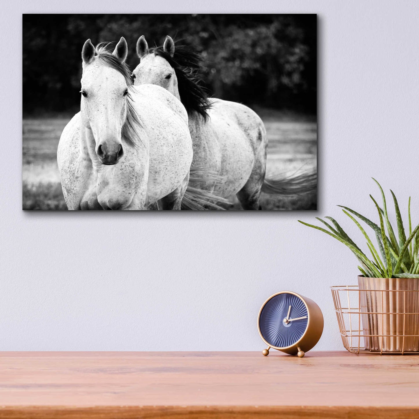 Epic Art 'Two Wild Horses BW' by Debra Van Swearingen, Acrylic Glass Wall Art,16x12