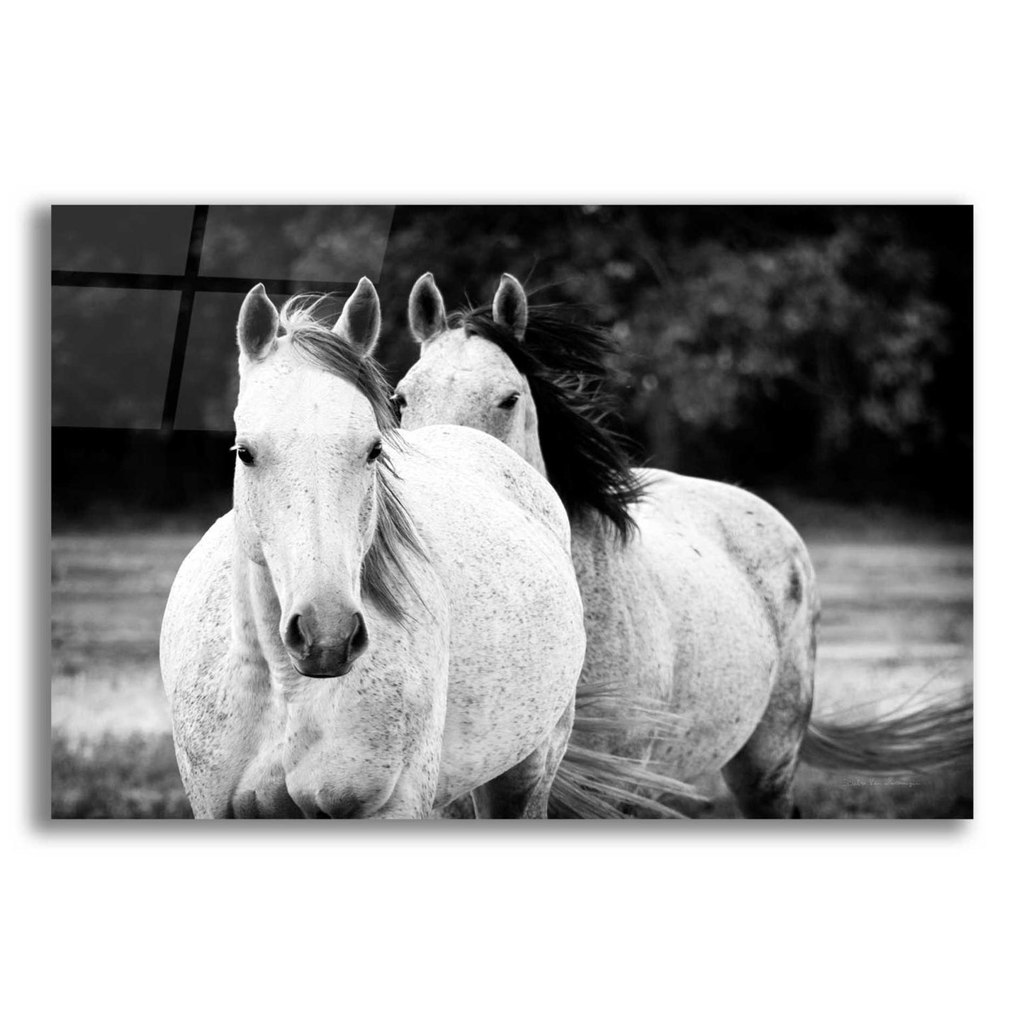 Epic Art 'Two Wild Horses BW' by Debra Van Swearingen, Acrylic Glass Wall Art,16x12