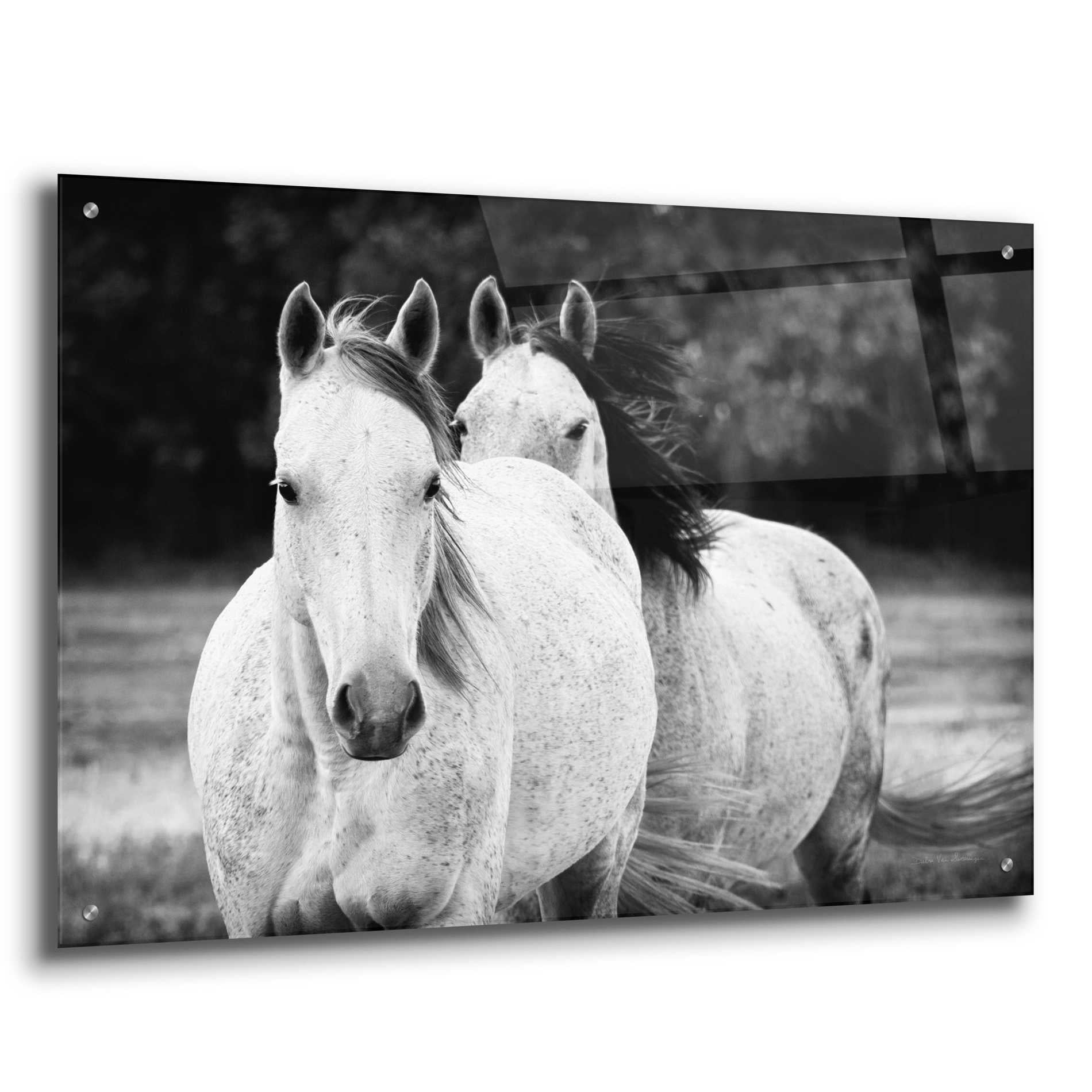 Epic Art 'Two Wild Horses BW' by Debra Van Swearingen, Acrylic Glass Wall Art,36x24