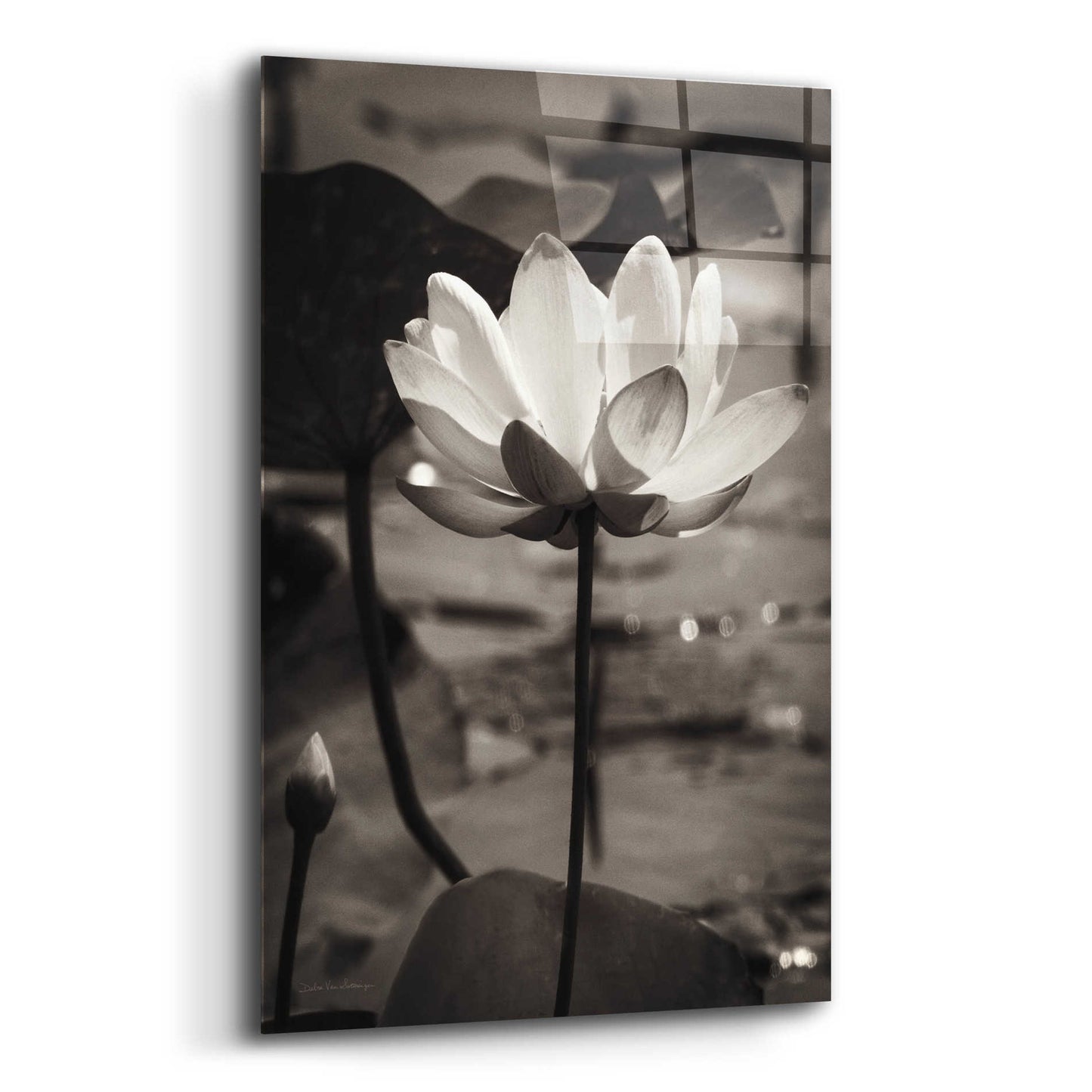 Epic Art 'Lotus Flower IX' by Debra Van Swearingen, Acrylic Glass Wall Art,12x16