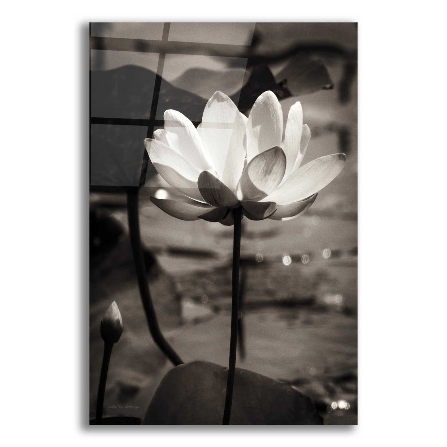 Epic Art 'Lotus Flower IX' by Debra Van Swearingen, Acrylic Glass Wall Art,12x16