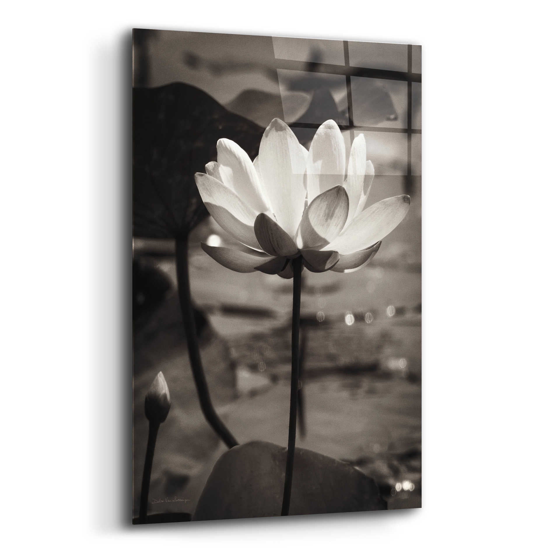 Epic Art 'Lotus Flower IX' by Debra Van Swearingen, Acrylic Glass Wall Art,16x24