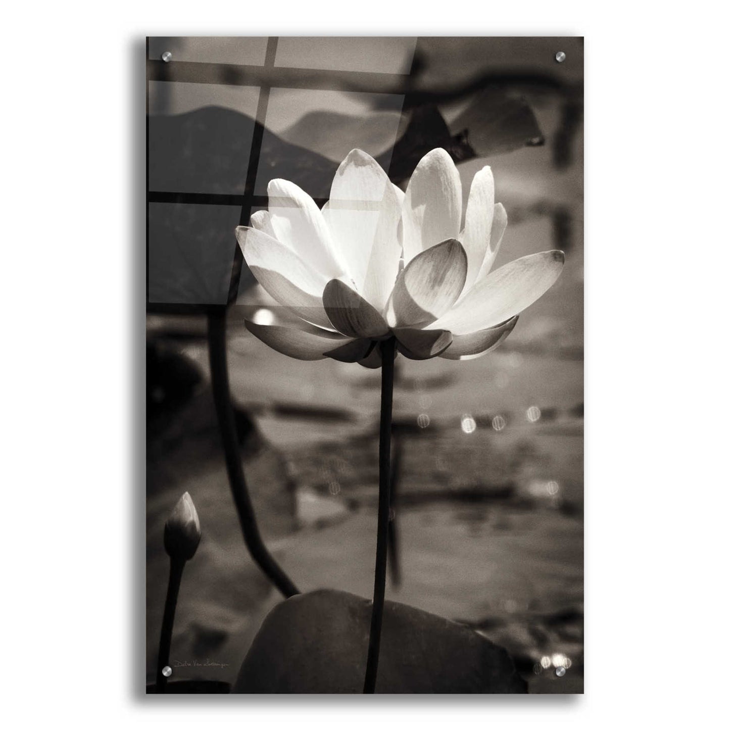 Epic Art 'Lotus Flower IX' by Debra Van Swearingen, Acrylic Glass Wall Art,24x36