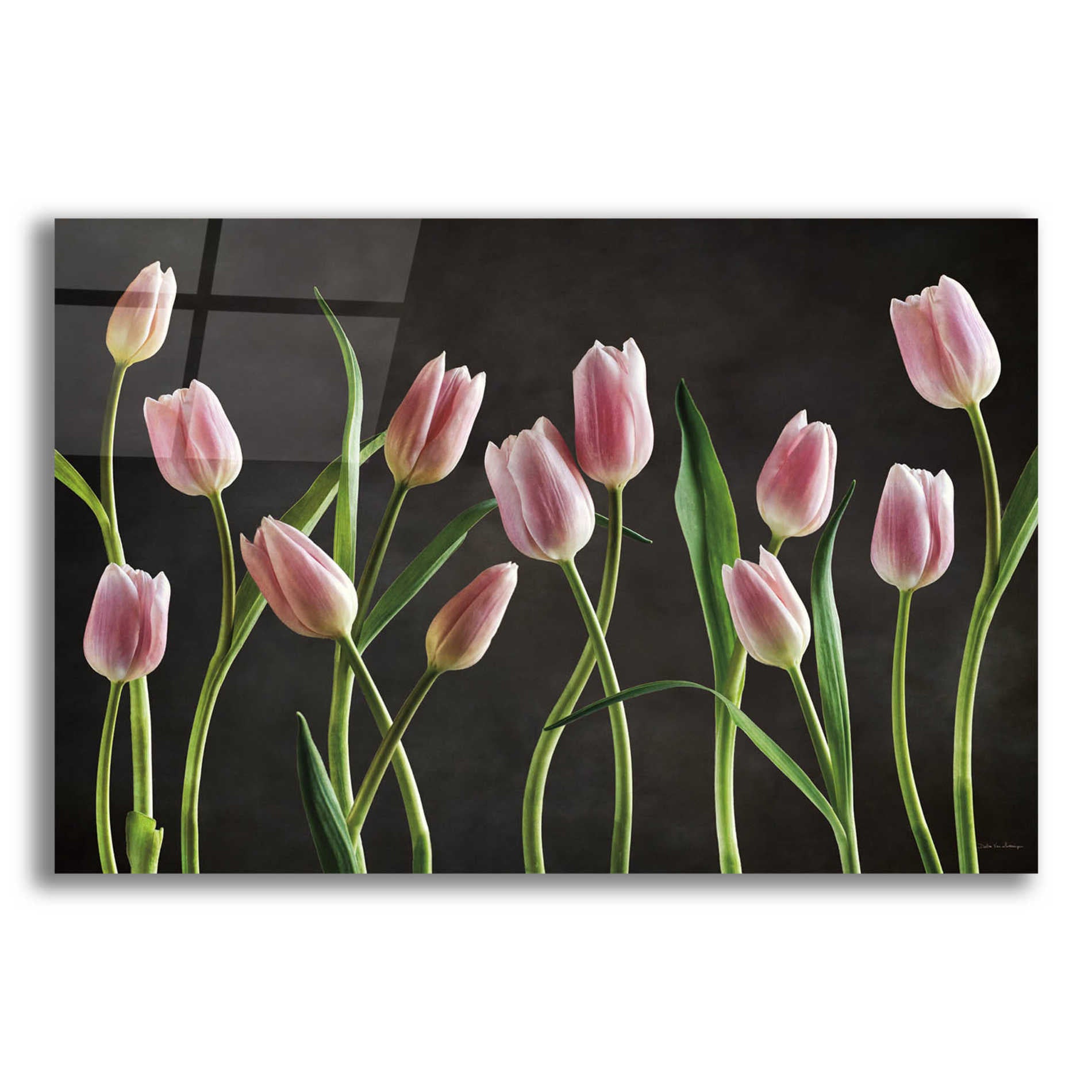 Epic Art 'Spring Tulips IX' by Debra Van Swearingen, Acrylic Glass Wall Art,16x12