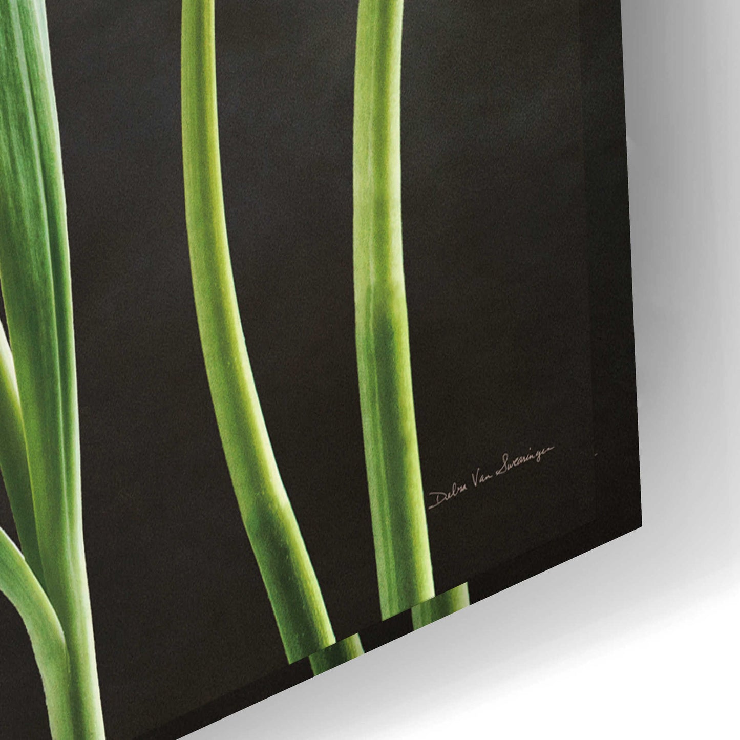 Epic Art 'Spring Tulips IX' by Debra Van Swearingen, Acrylic Glass Wall Art,24x16