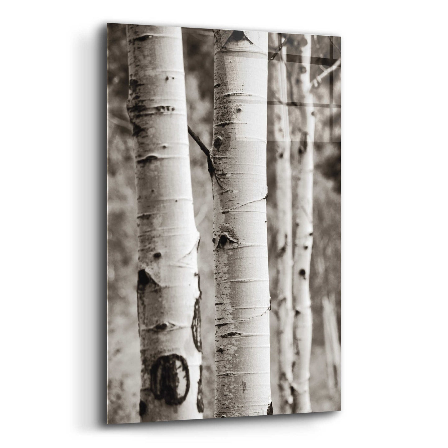 Epic Art 'Aspens I' by Debra Van Swearingen, Acrylic Glass Wall Art,12x16