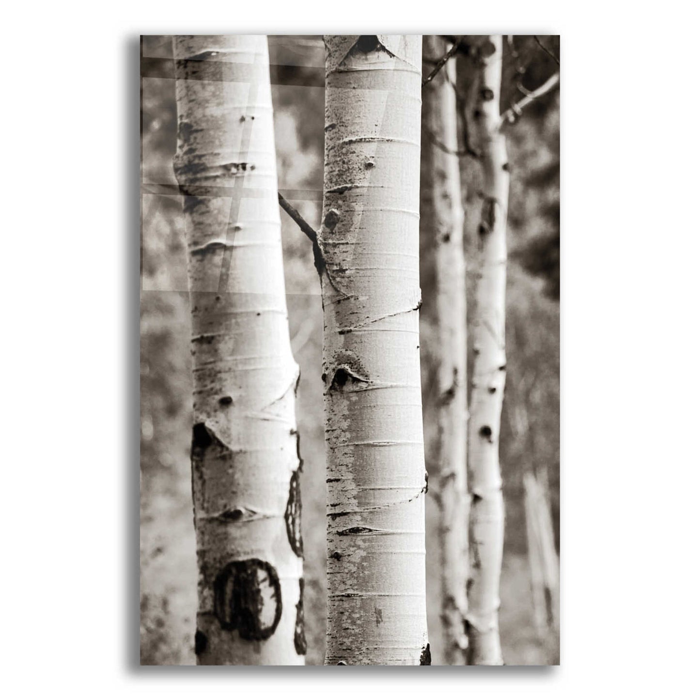 Epic Art 'Aspens I' by Debra Van Swearingen, Acrylic Glass Wall Art,12x16