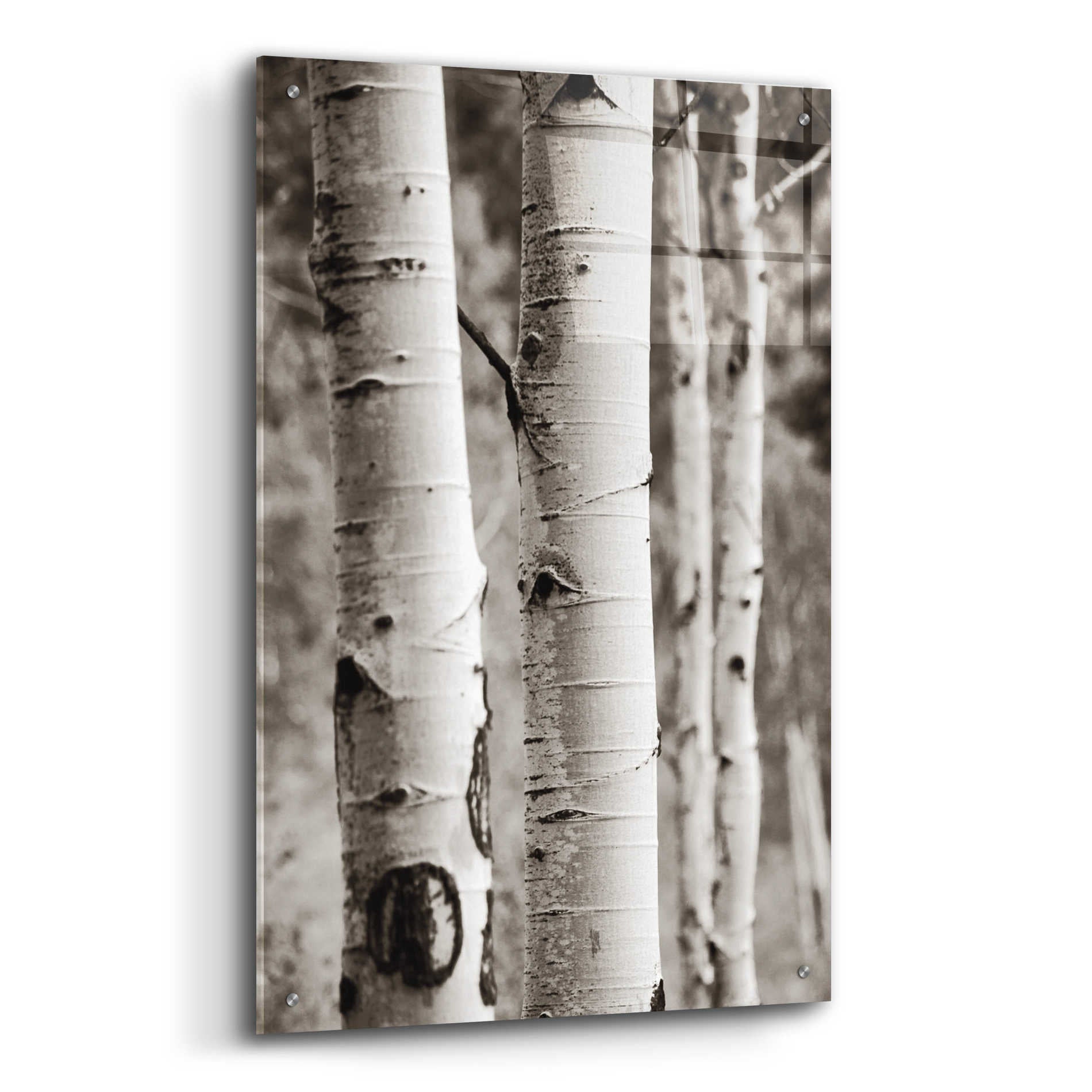 Epic Art 'Aspens I' by Debra Van Swearingen, Acrylic Glass Wall Art,24x36