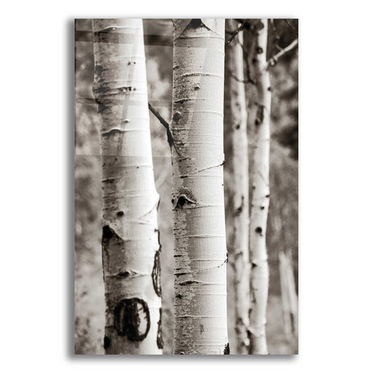 Epic Art 'Aspens I' by Debra Van Swearingen, Acrylic Glass Wall Art