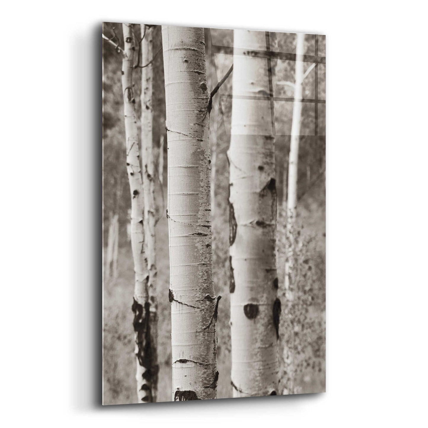 Epic Art 'Aspens II' by Debra Van Swearingen, Acrylic Glass Wall Art,12x16