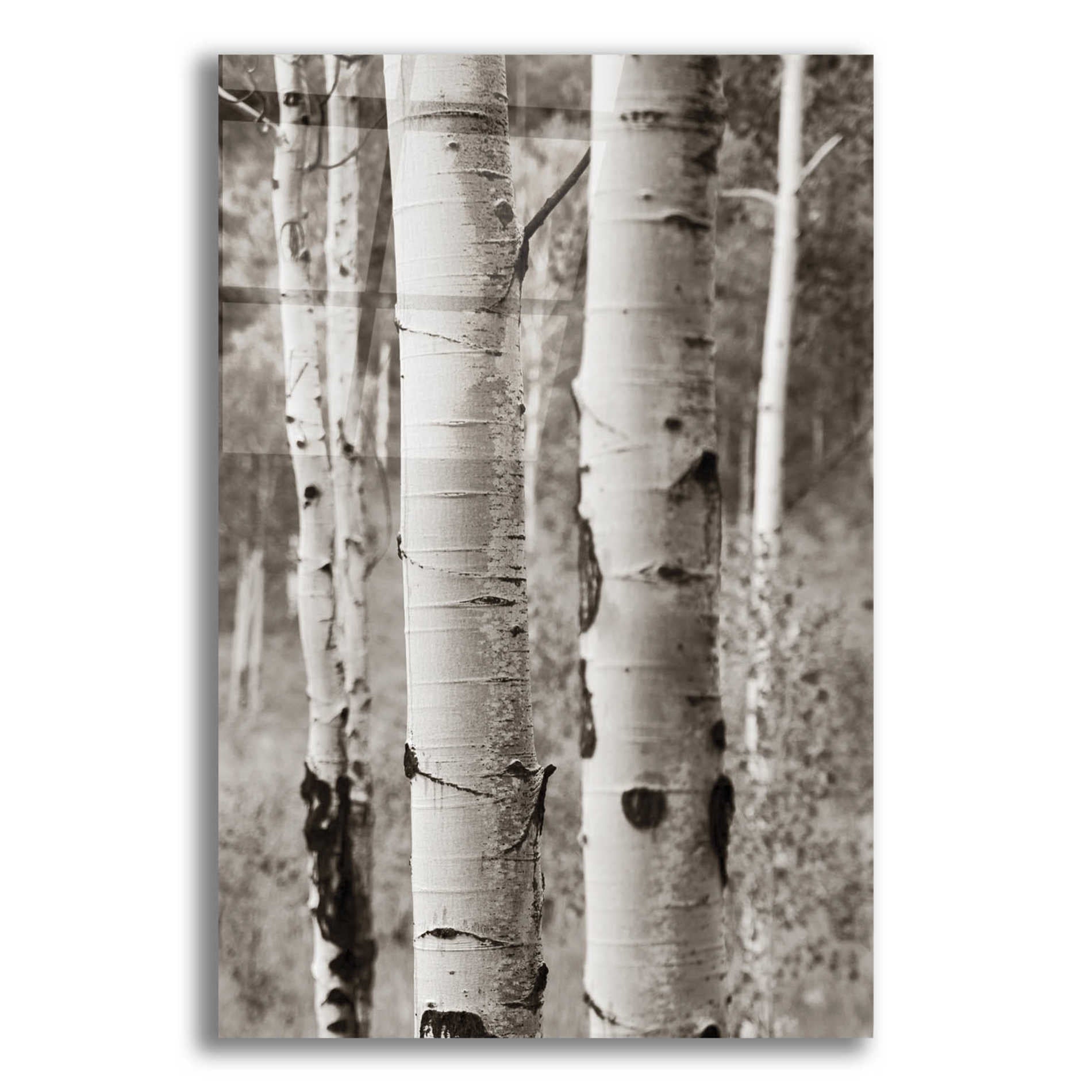 Epic Art 'Aspens II' by Debra Van Swearingen, Acrylic Glass Wall Art,12x16