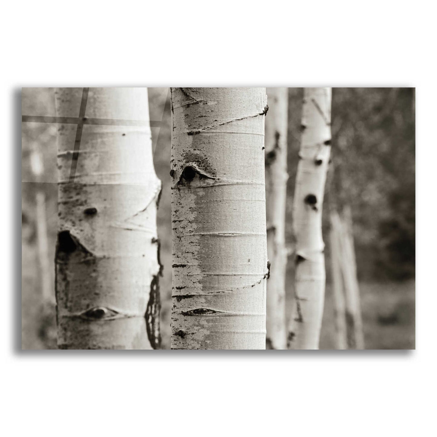 Epic Art 'Aspens III' by Debra Van Swearingen, Acrylic Glass Wall Art,24x16