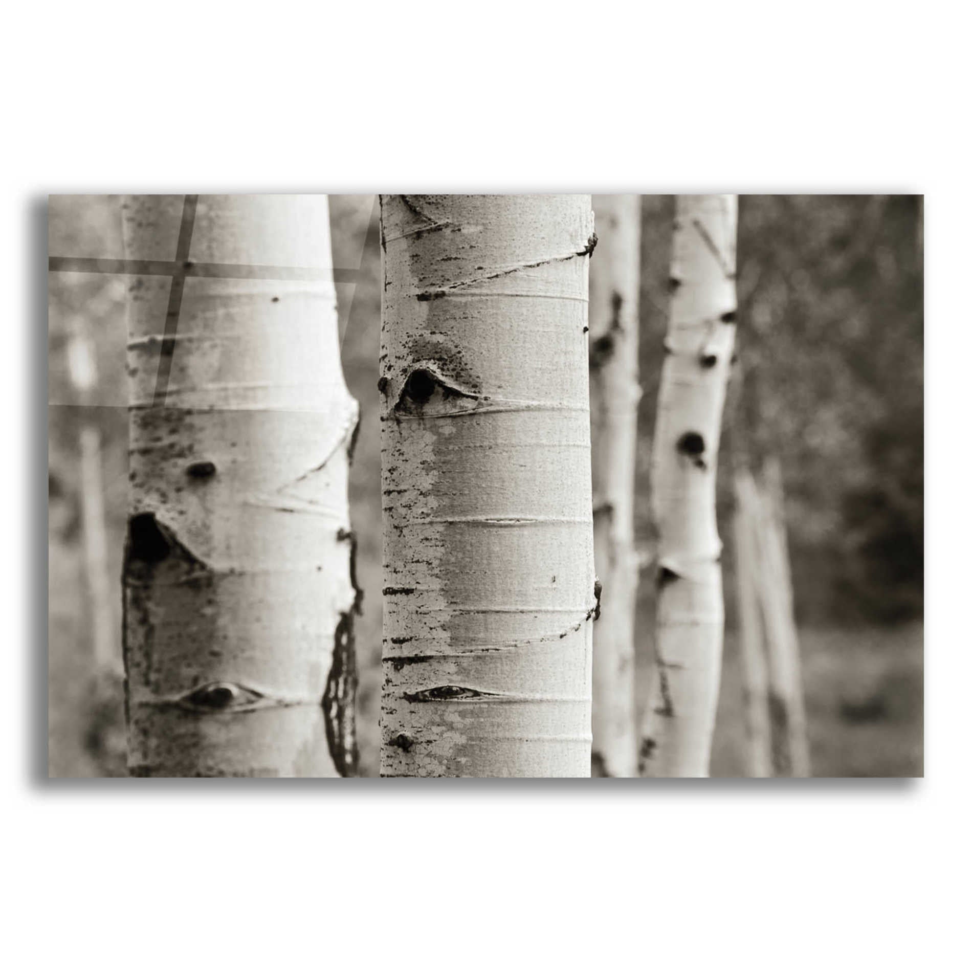 Epic Art 'Aspens III' by Debra Van Swearingen, Acrylic Glass Wall Art,24x16