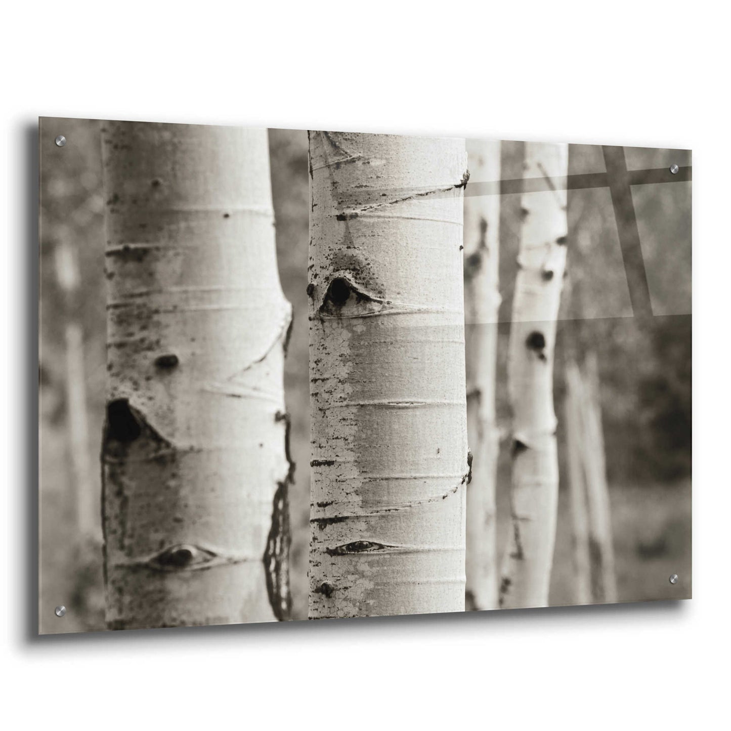 Epic Art 'Aspens III' by Debra Van Swearingen, Acrylic Glass Wall Art,36x24