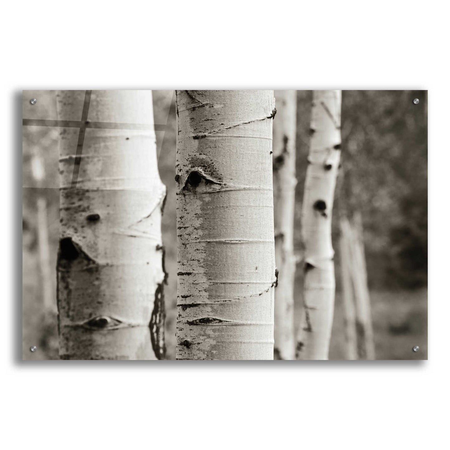 Epic Art 'Aspens III' by Debra Van Swearingen, Acrylic Glass Wall Art,36x24