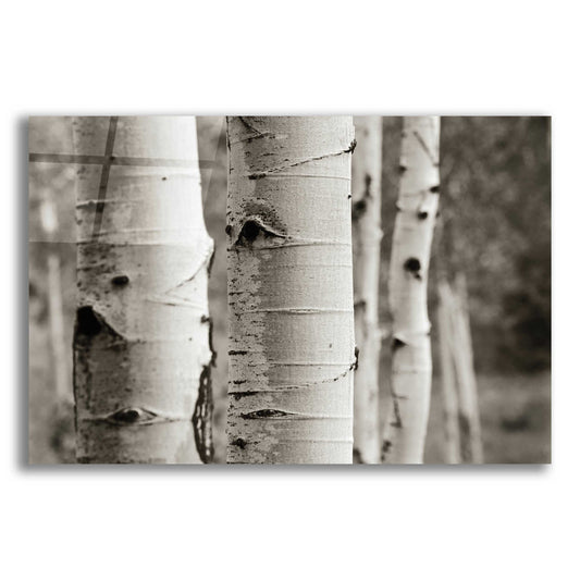 Epic Art 'Aspens III' by Debra Van Swearingen, Acrylic Glass Wall Art