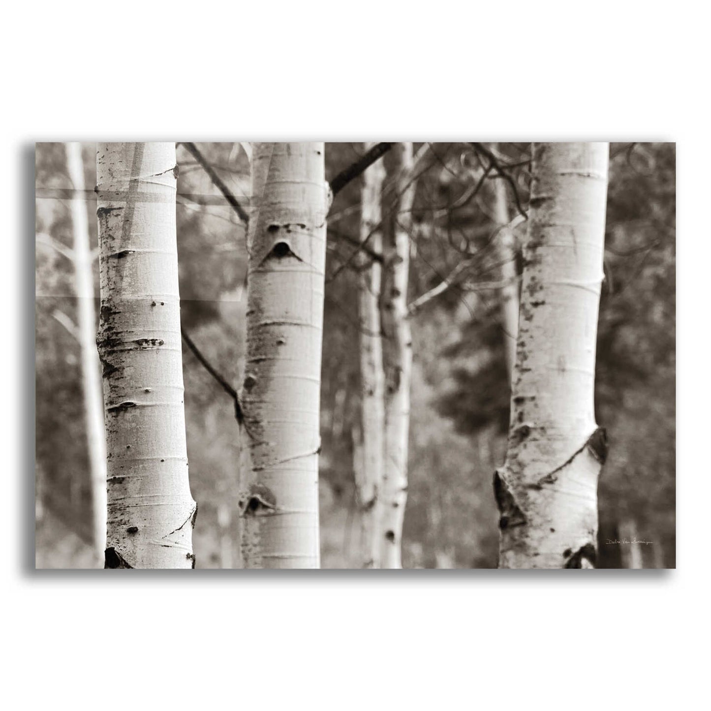 Epic Art 'Aspens IV' by Debra Van Swearingen, Acrylic Glass Wall Art,16x12