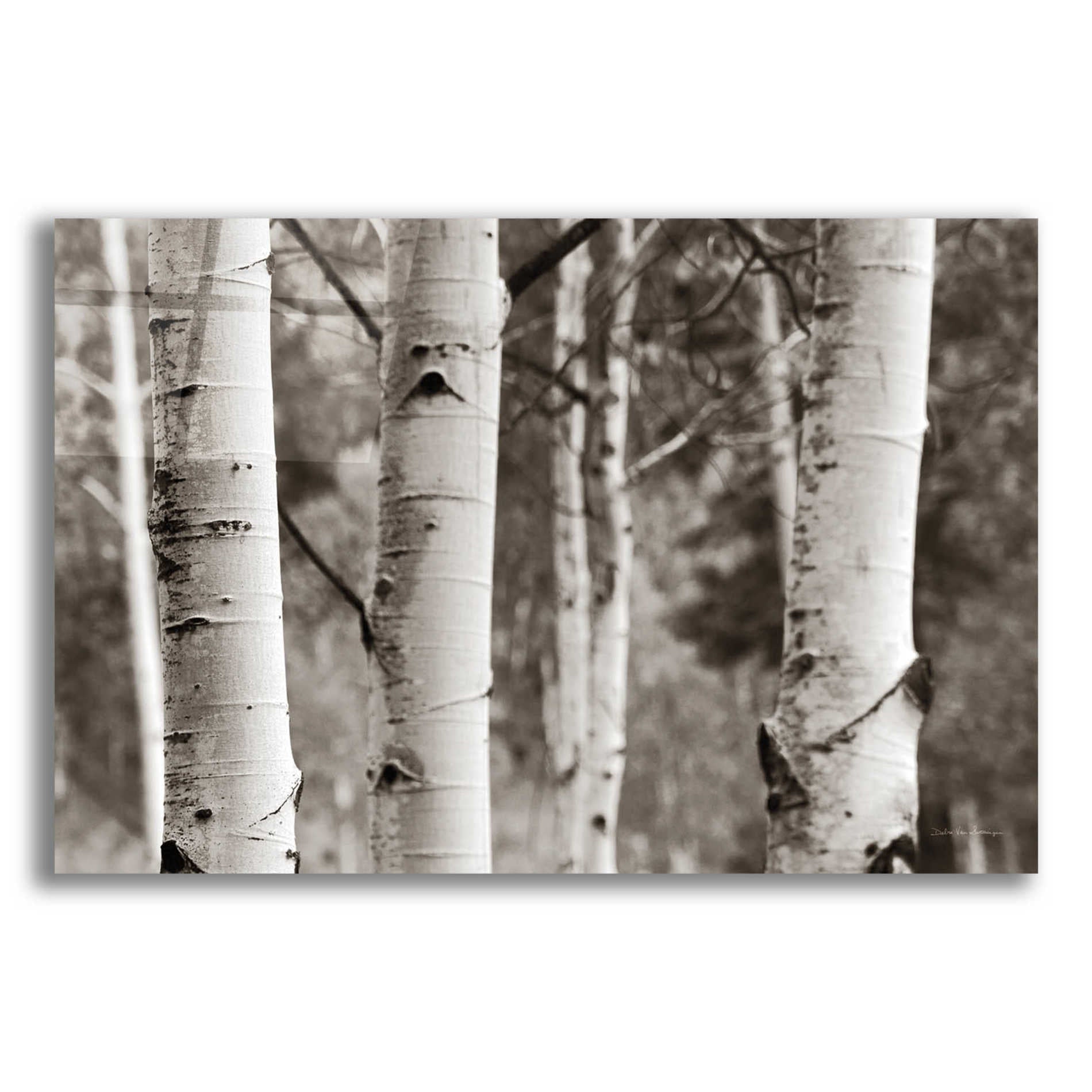 Epic Art 'Aspens IV' by Debra Van Swearingen, Acrylic Glass Wall Art,24x16