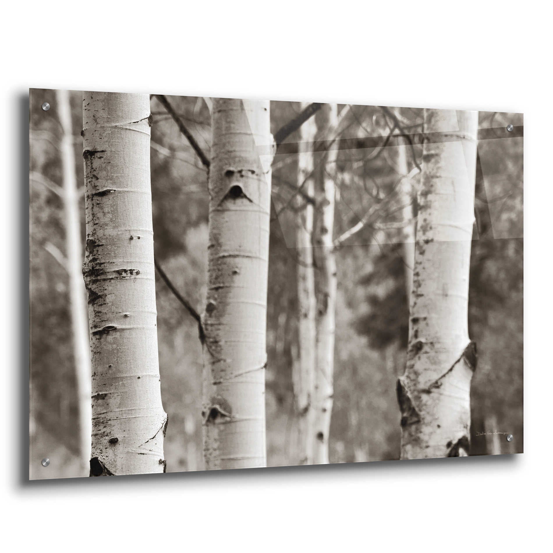 Epic Art 'Aspens IV' by Debra Van Swearingen, Acrylic Glass Wall Art,36x24