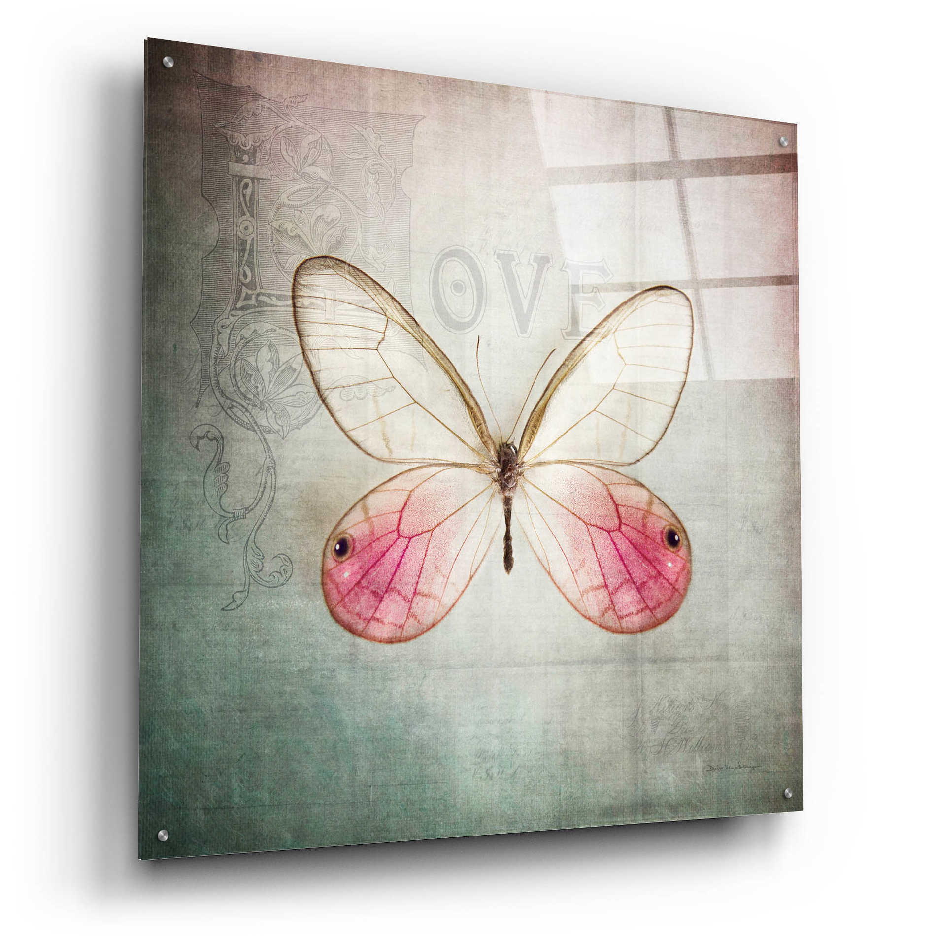 Epic Art 'French Butterfly I' by Debra Van Swearingen, Acrylic Glass Wall Art,36x36