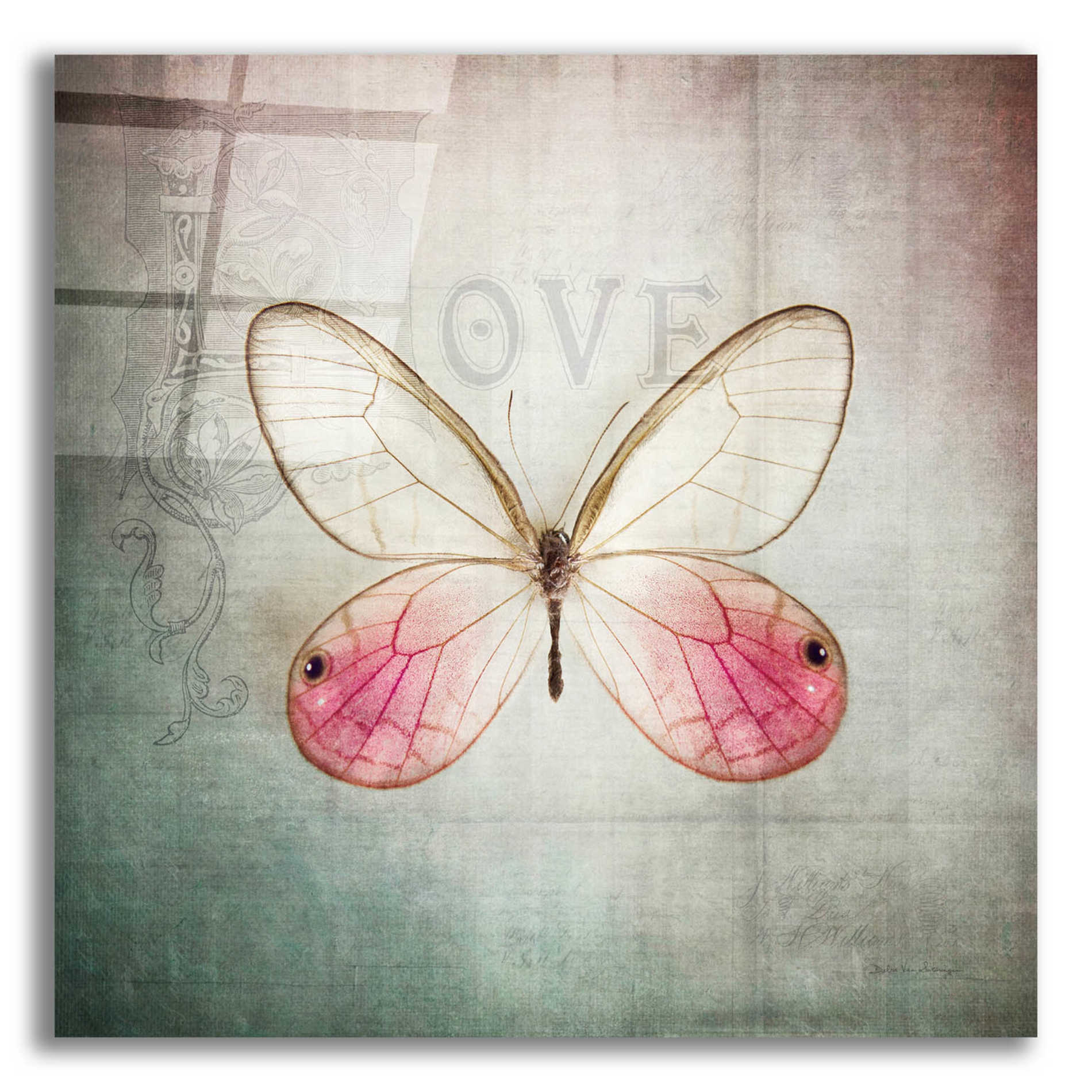 Epic Art 'French Butterfly I' by Debra Van Swearingen, Acrylic Glass Wall Art