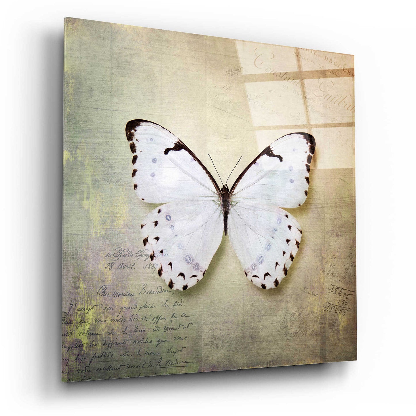 Epic Art 'French Butterfly II' by Debra Van Swearingen, Acrylic Glass Wall Art,12x12