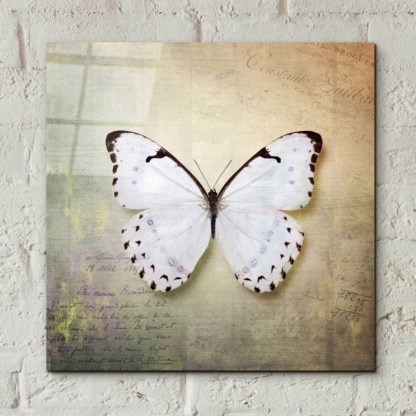 Epic Art 'French Butterfly II' by Debra Van Swearingen, Acrylic Glass Wall Art,12x12