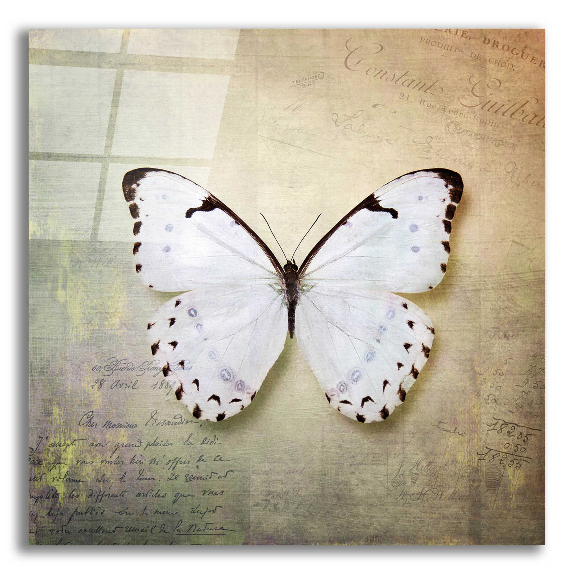 Epic Art 'French Butterfly II' by Debra Van Swearingen, Acrylic Glass Wall Art,12x12