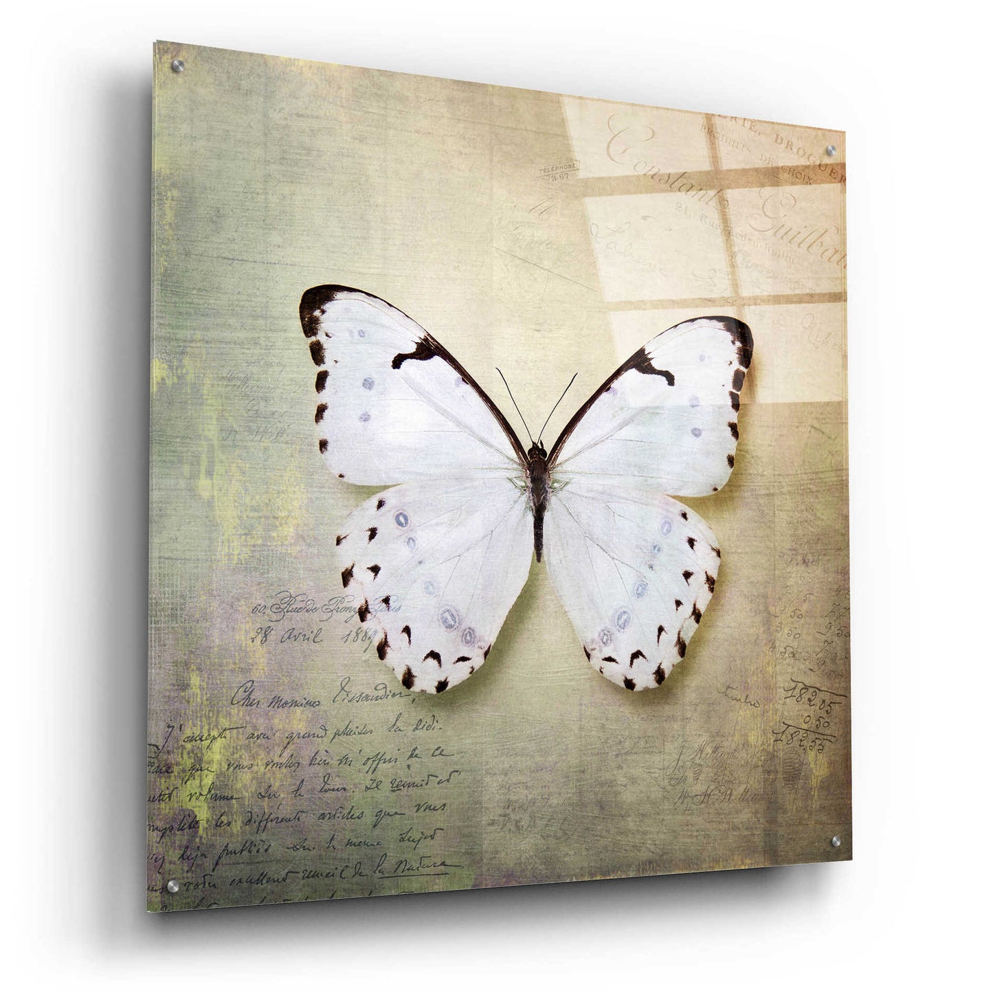 Epic Art 'French Butterfly II' by Debra Van Swearingen, Acrylic Glass Wall Art,36x36