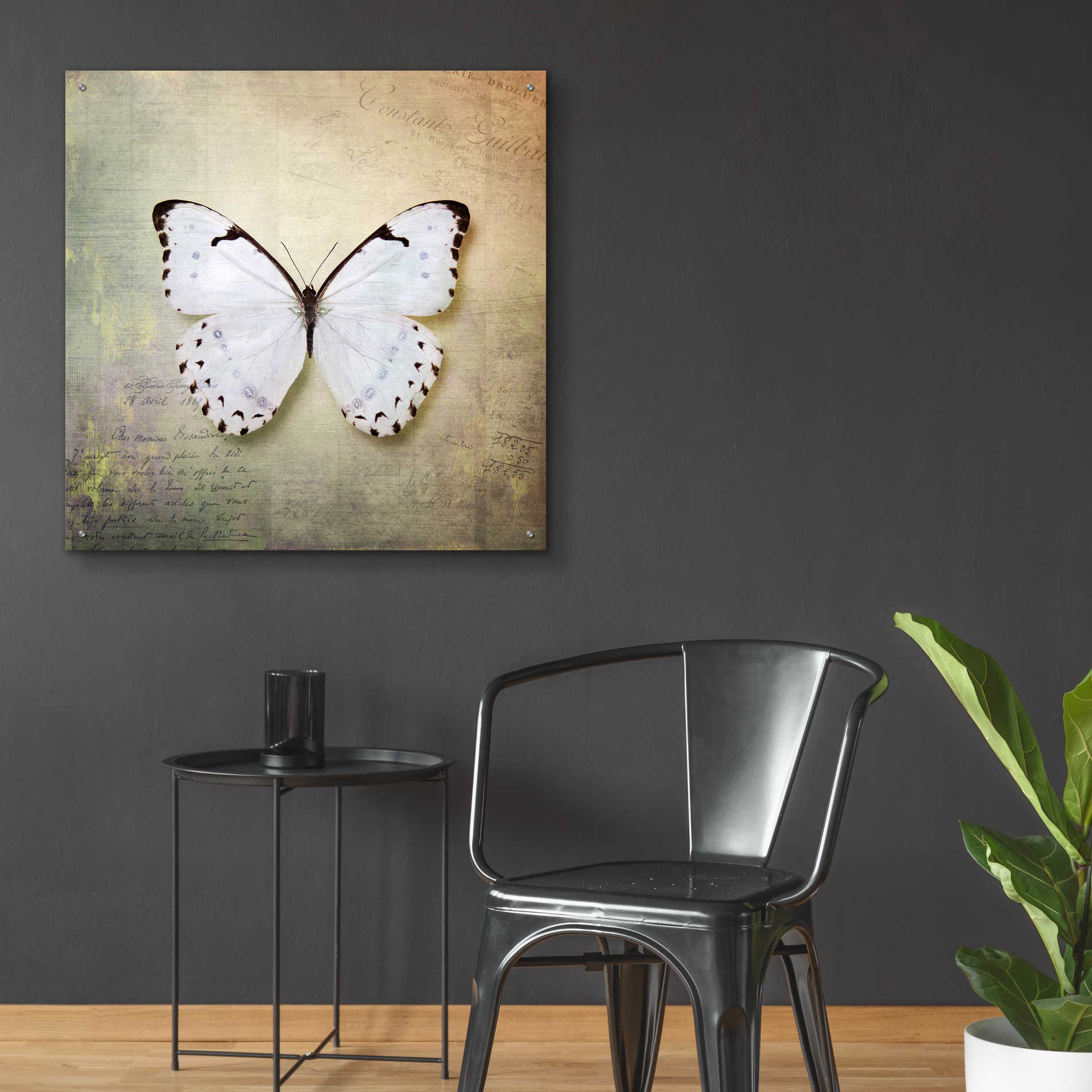 Epic Art 'French Butterfly II' by Debra Van Swearingen, Acrylic Glass Wall Art,36x36