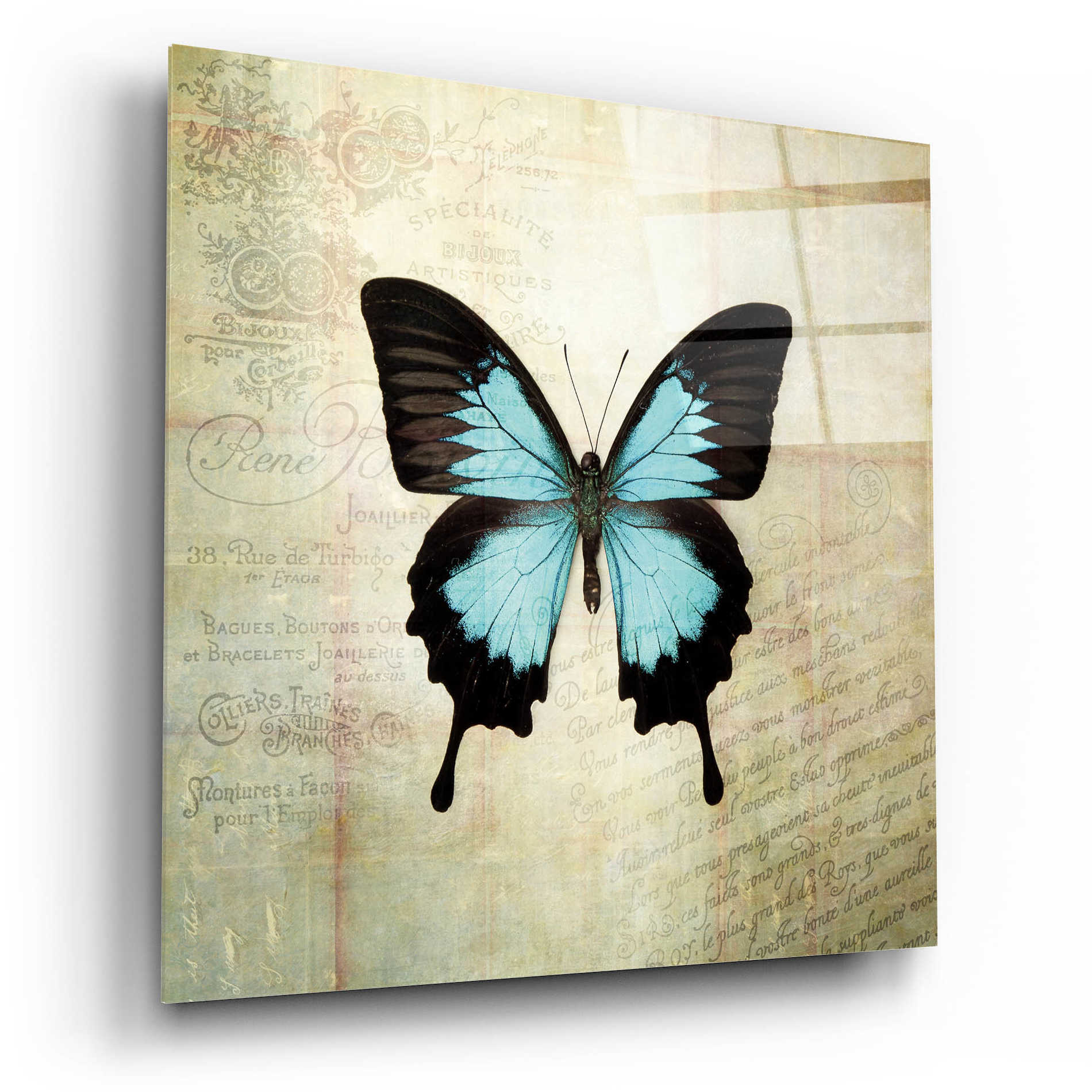 Epic Art 'French Butterfly III' by Debra Van Swearingen, Acrylic Glass Wall Art,12x12